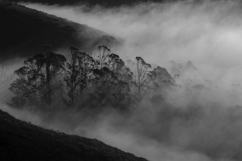 Morning Fog von Yun Mao