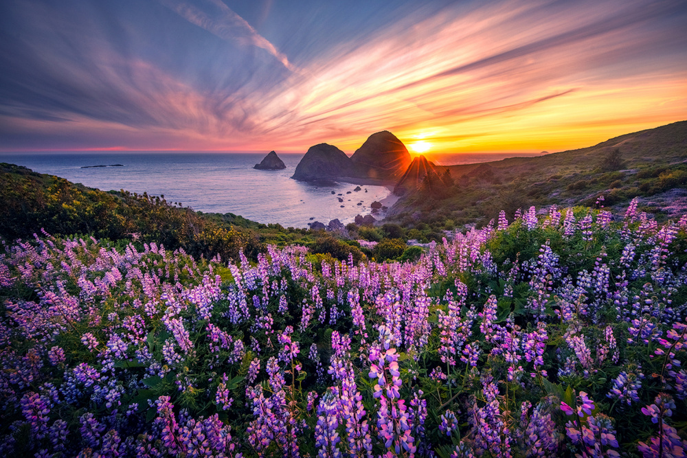 Flowers and Sea von Yun Thwaits