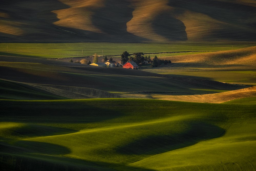 Spring Arrives in the Wheatfield von Yun Thwaits