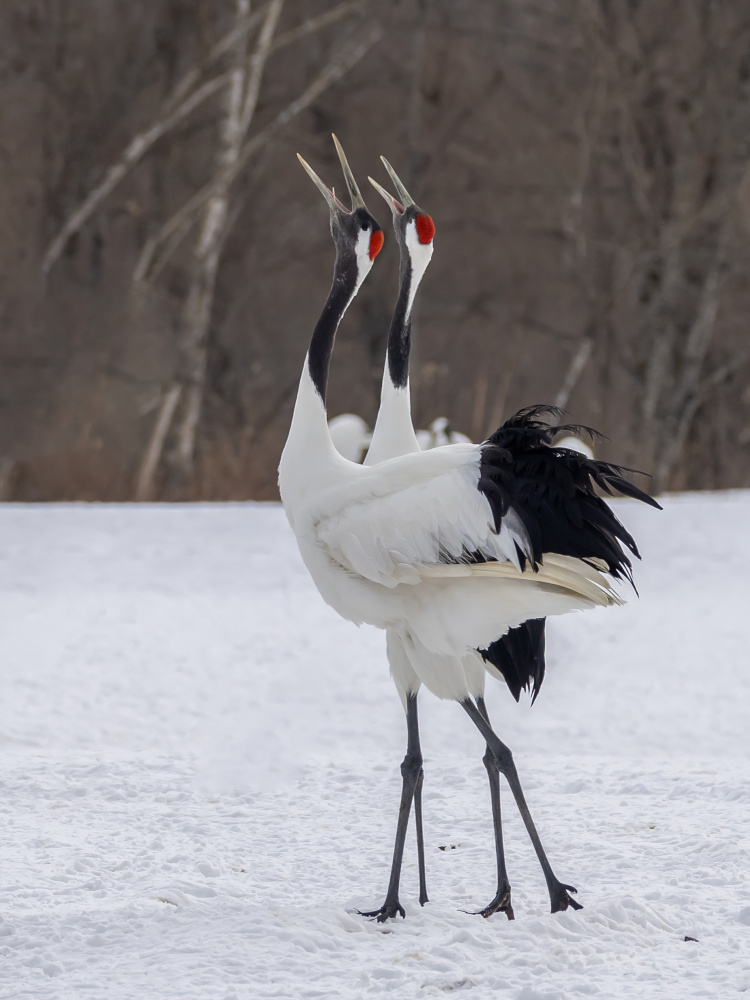 Singing Together von Yun Thwaits