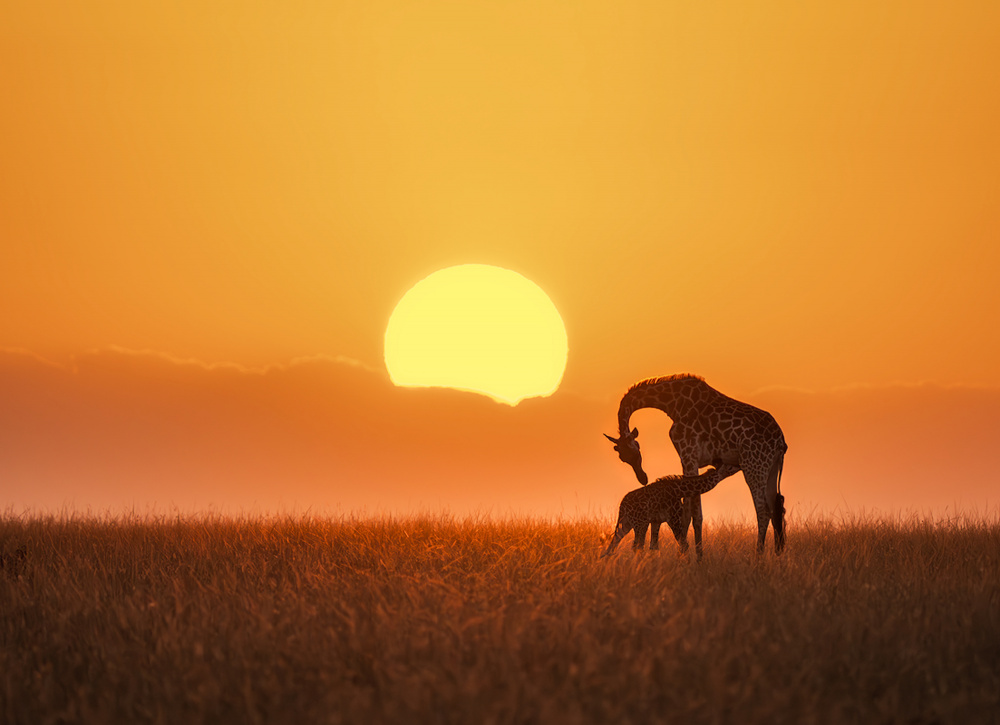 Heart-warming Moment von Yun Thwaits