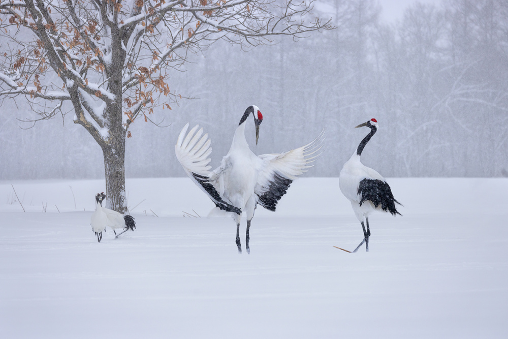 Lets Dance von Yun Thwaits