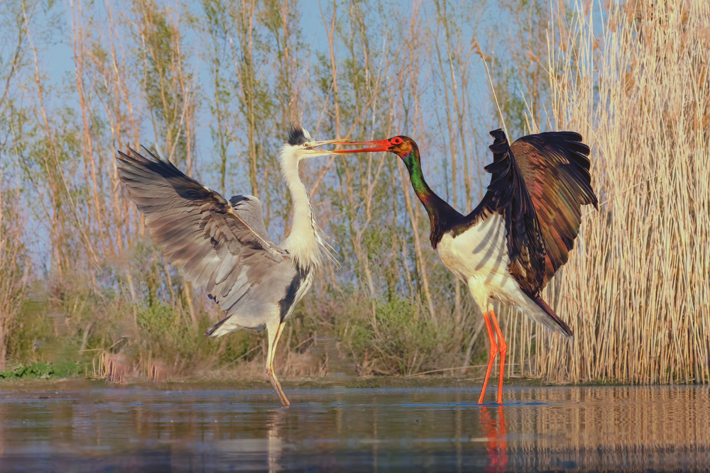 Quarreling von Yun Thwaits