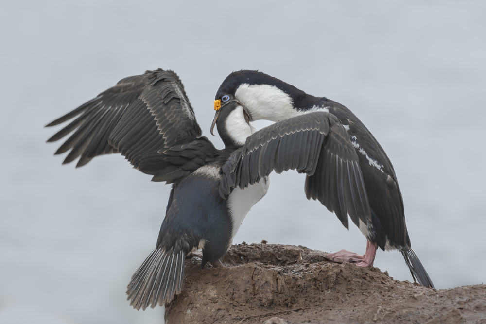 Antarctic Blue-eyed Cormorant Feeding von Yun Wang