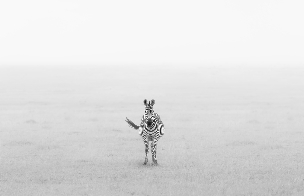 Lonely Zebra von Yun Wang