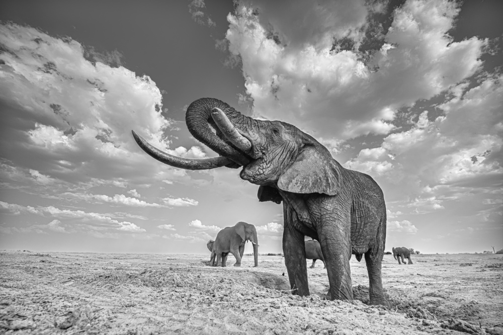 Elephant drinking von Yun Wang