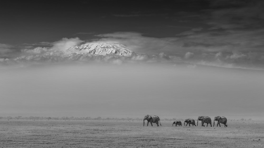 Elephant family under Mount Kilimanjaro von Yun Wang