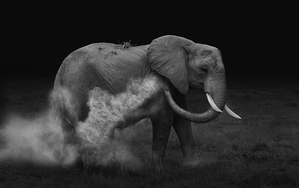 Elephent sand bathing von Yun Wang