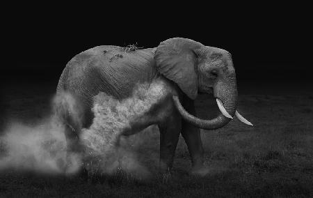 Elephent sand bathing