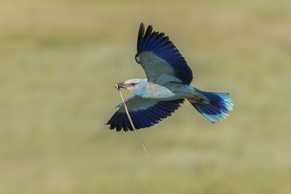 European Roller caught a snake von Yun Wang