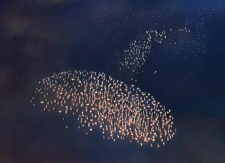 AERIAL FLAMINGO TAKING OFF