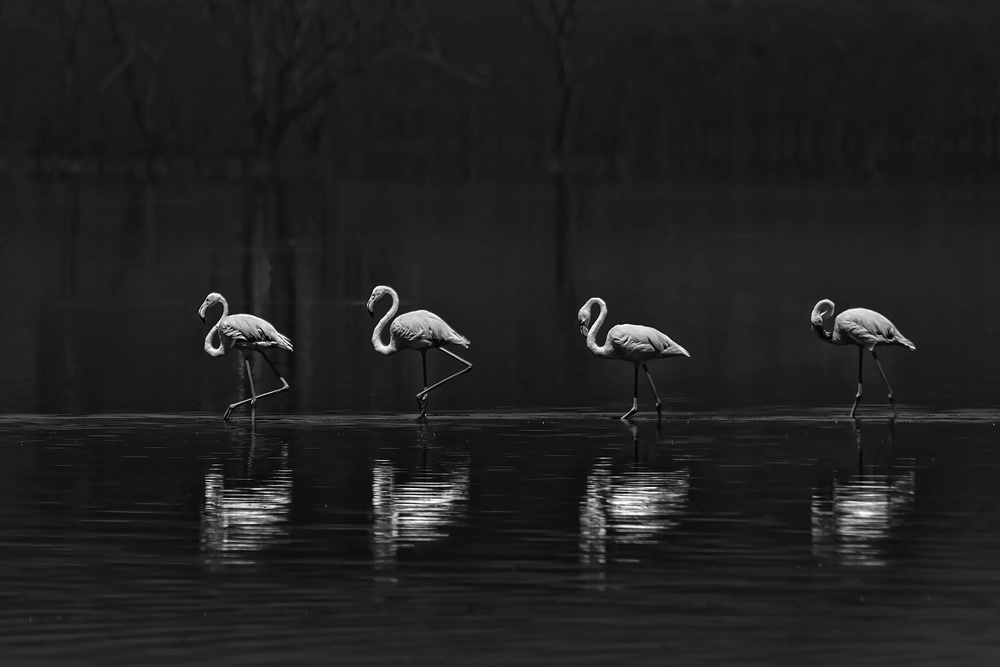 Flamingo lining up von Yun Wang