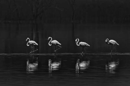 Flamingo lining up