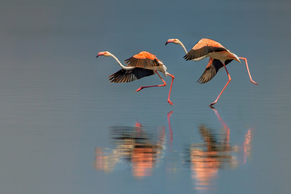 Flamingo landing von Yun Wang