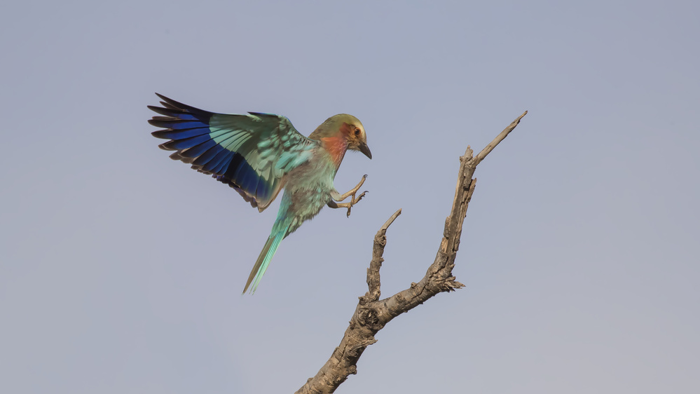 Lilac roller landing von Yun Wang