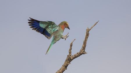 Lilac roller landing