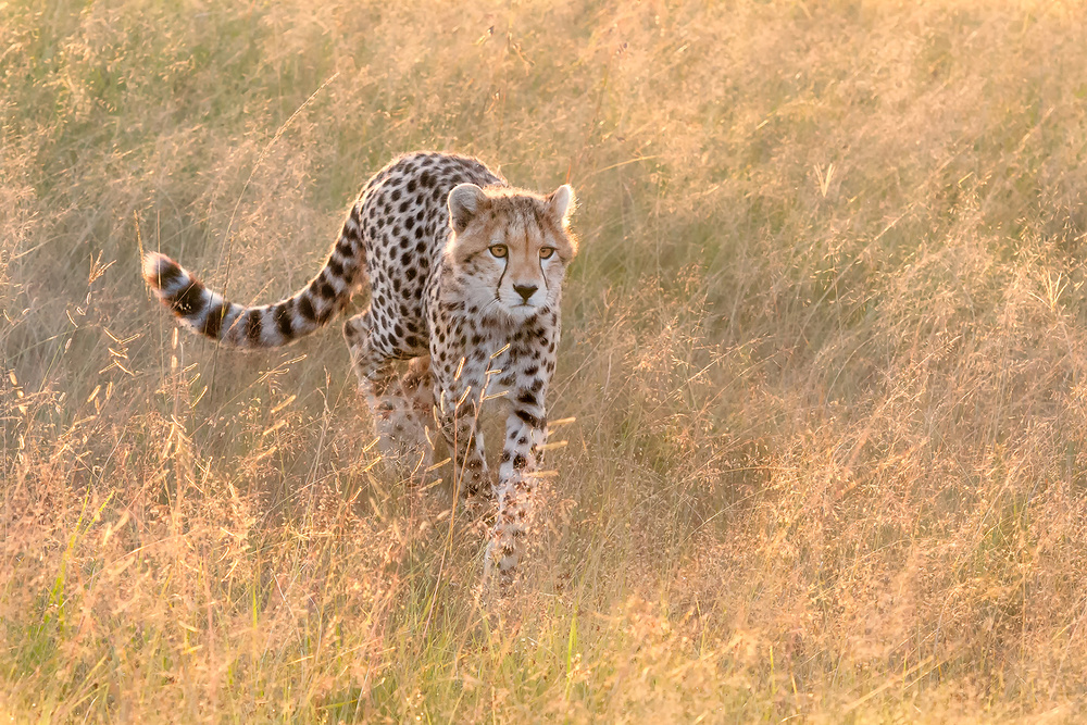 Cheetah Bathing in the Sunrise von Yun Wang