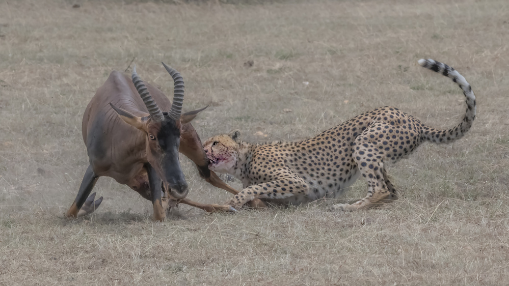 Cheetah hunting adult topi von Yun Wang