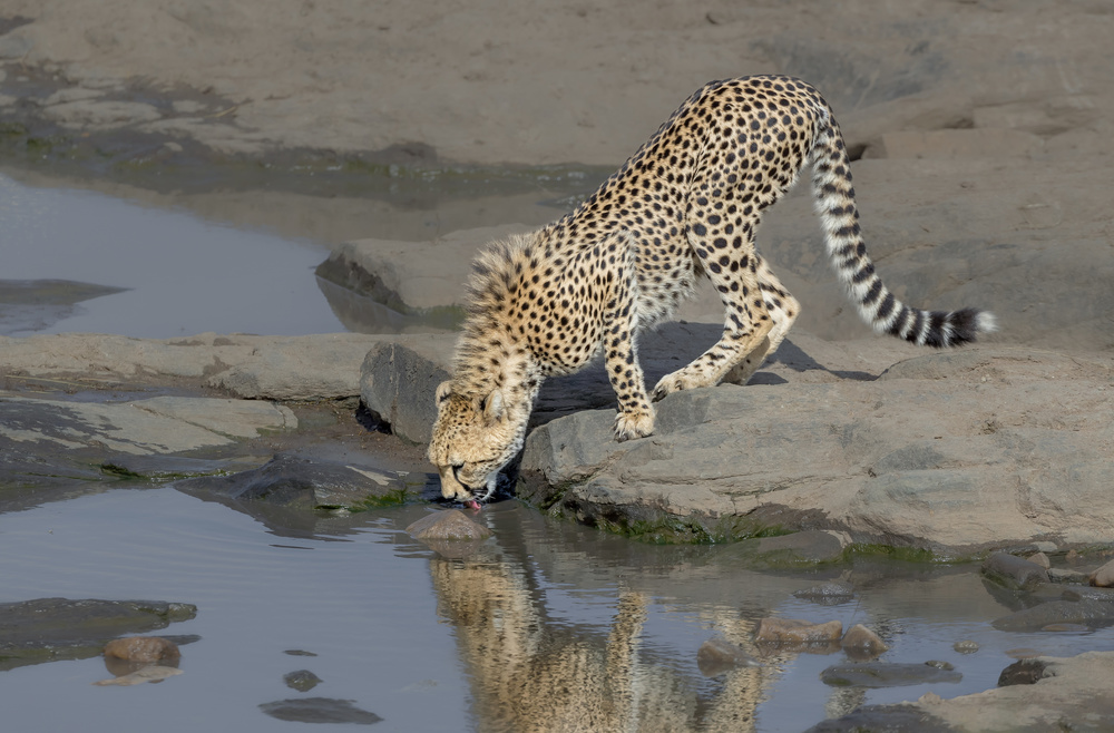 cheetah drinking von Yun Wang