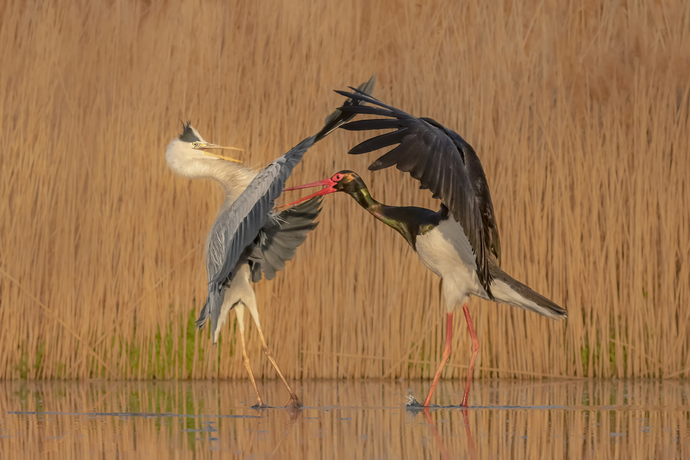 Grey heron fighting with black stork von Yun Wang