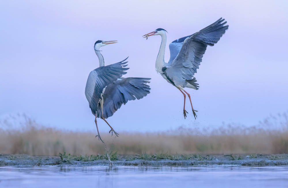 Grey heron fighting over a fish von Yun Wang