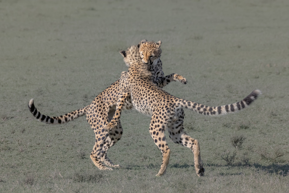 Young cheetahs playing von Yun Wang