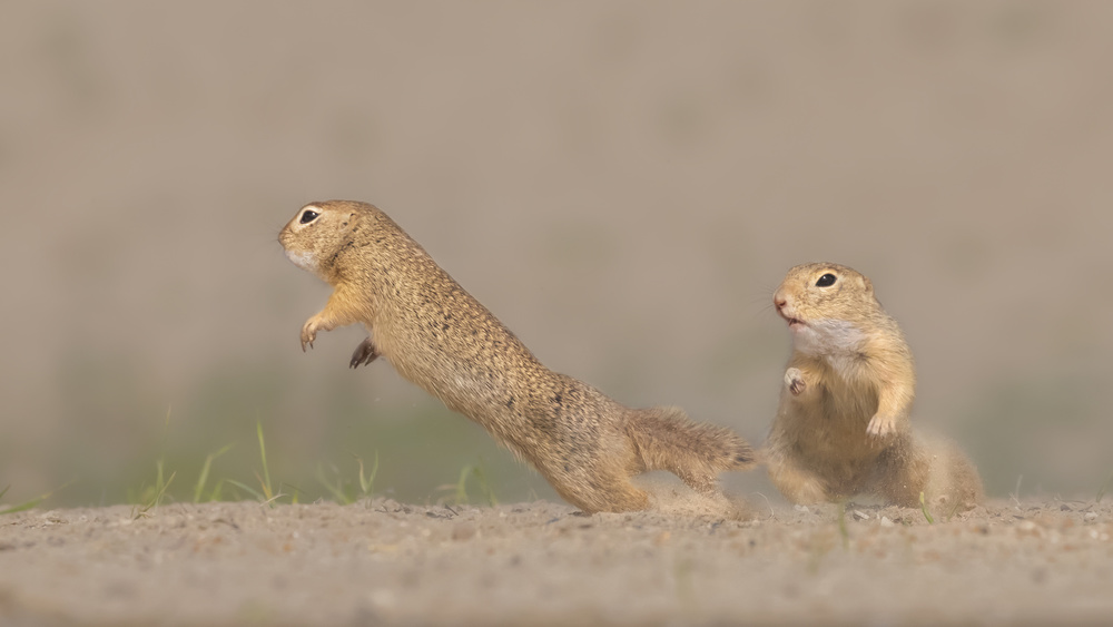 Ground squirrel fighting von Yun Wang