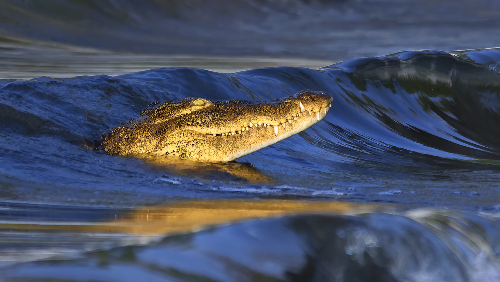 Crocodile Surfing in Sunset von Yun Wang