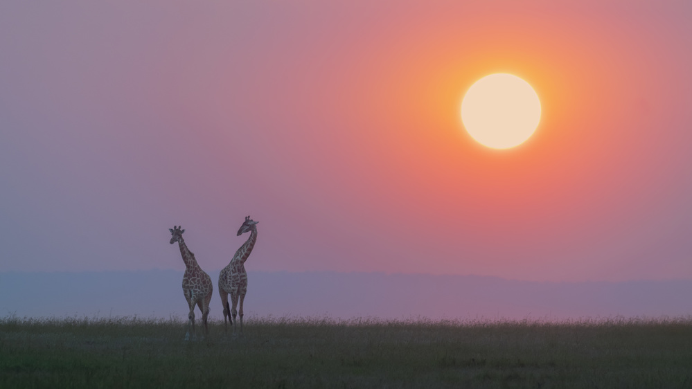 Sunset love von Yun Wang