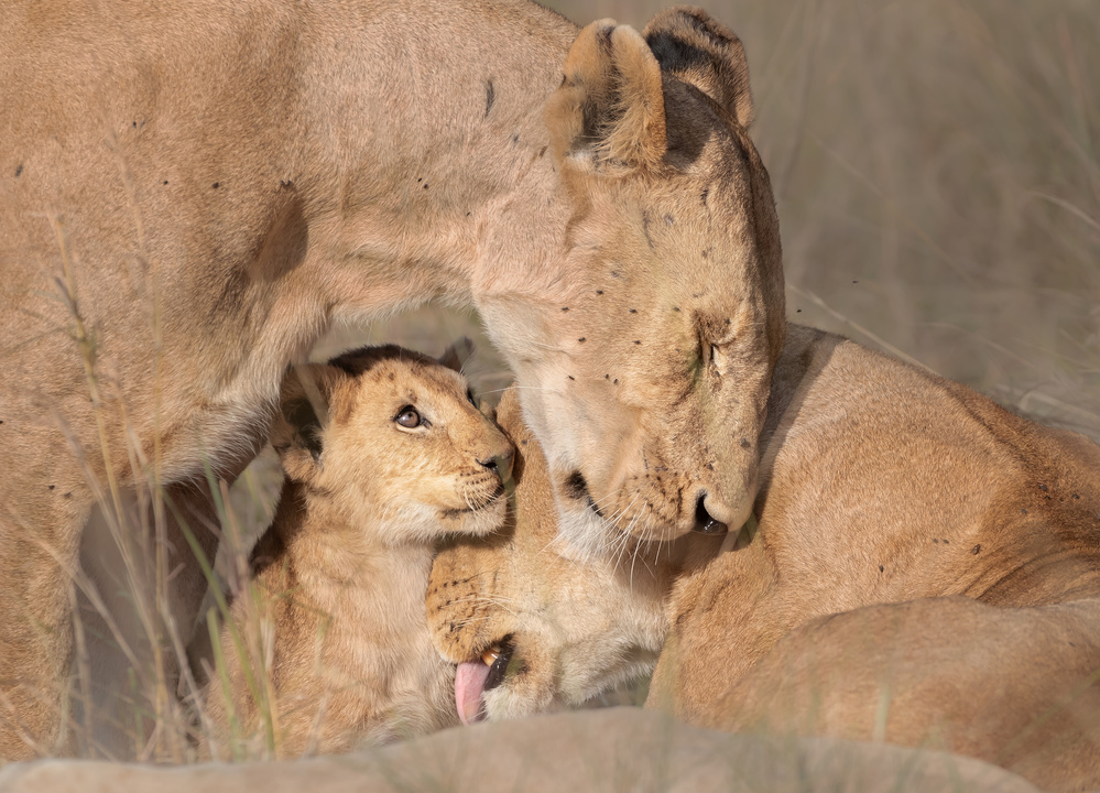 Lions family von Yun Wang