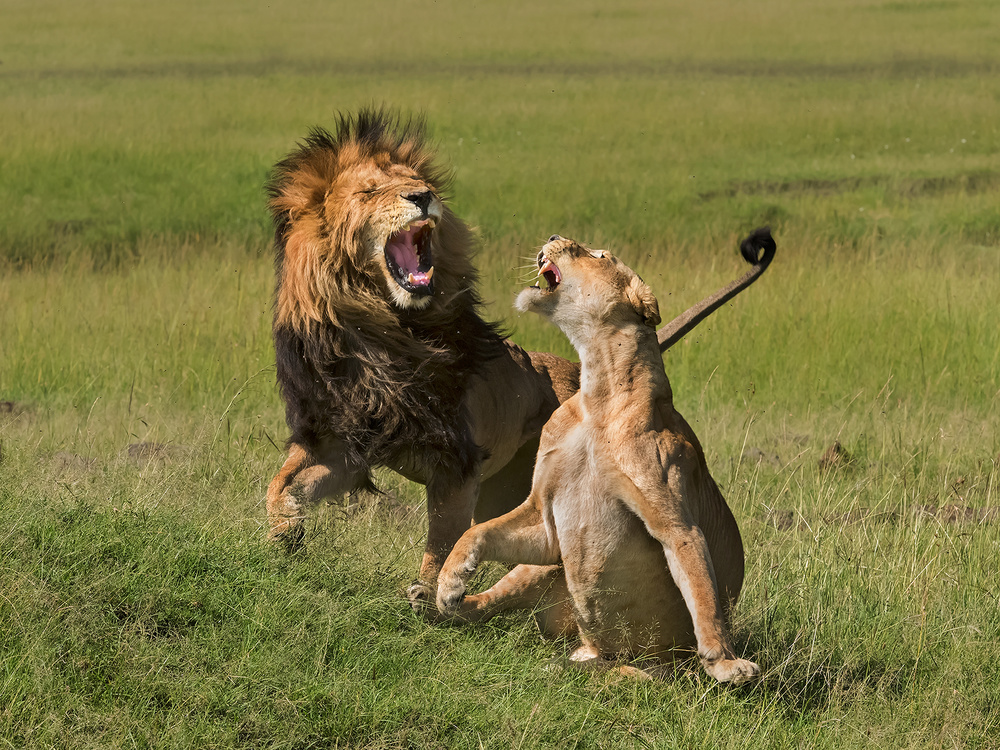 Lions mating von Yun Wang