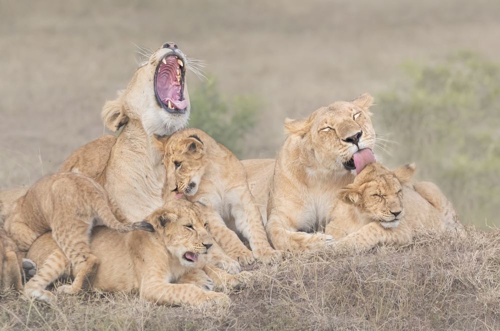 Lions family von Yun Wang