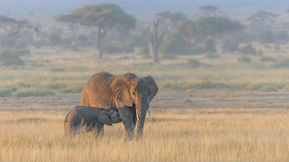 Milking under sunrise von Yun Wang