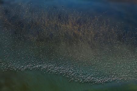 millions flamingos taking off