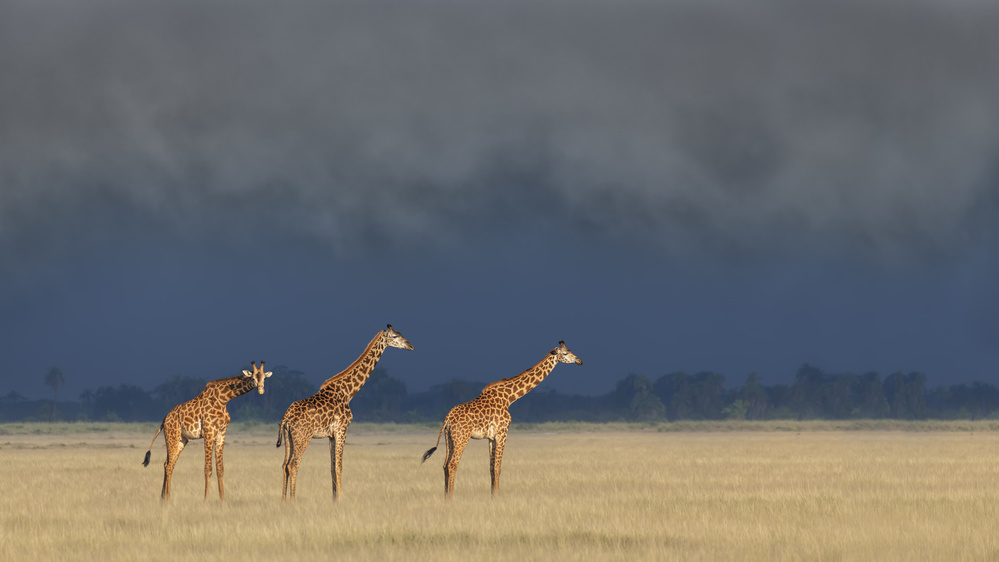 Raining and sunset von Yun Wang