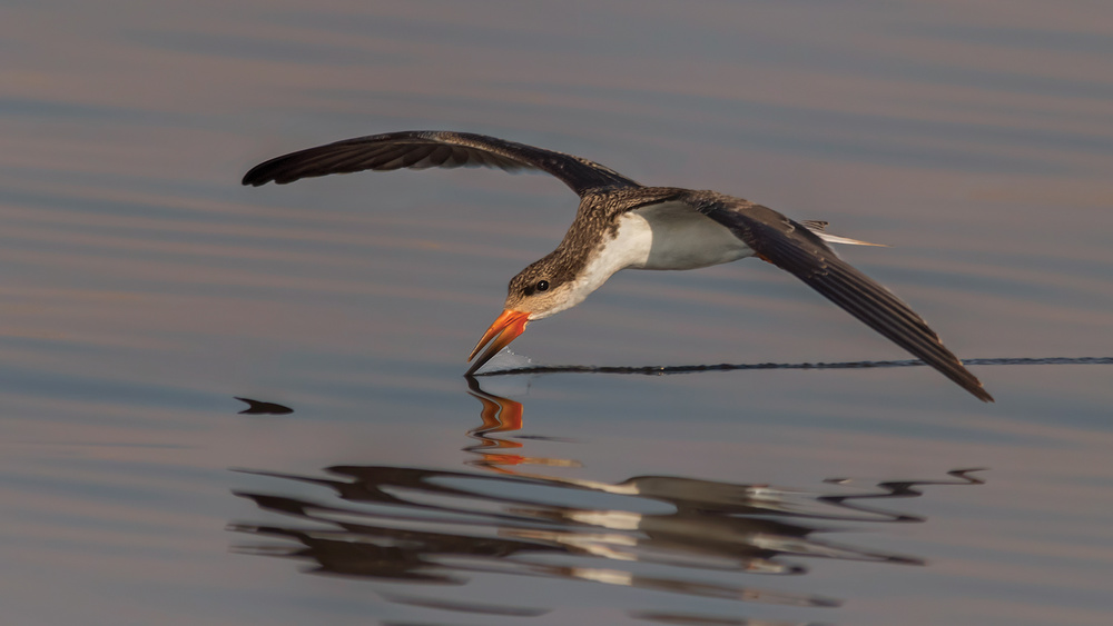 Skimmer fishing von Yun Wang