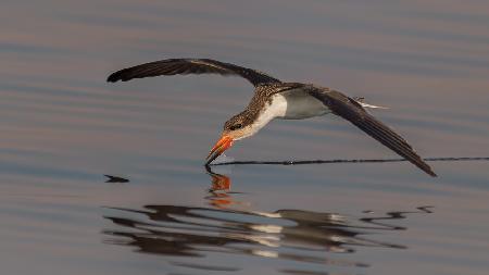 Skimmer fishing