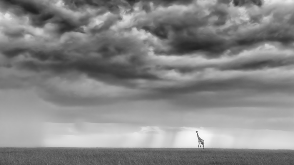 Sunset giraffe von Yun Wang