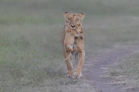 Carrying and moving