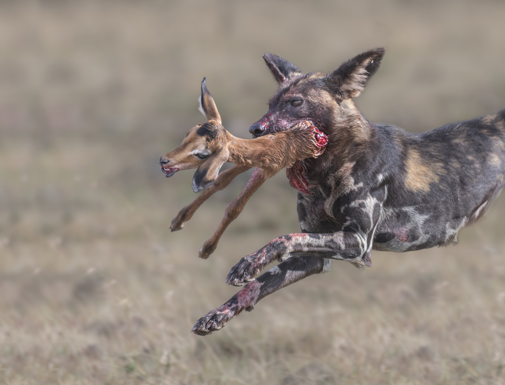 Wild dog tear apart a baby impala von Yun Wang