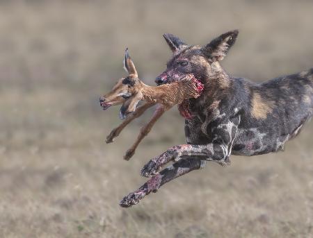 Wild dog tear apart a baby impala