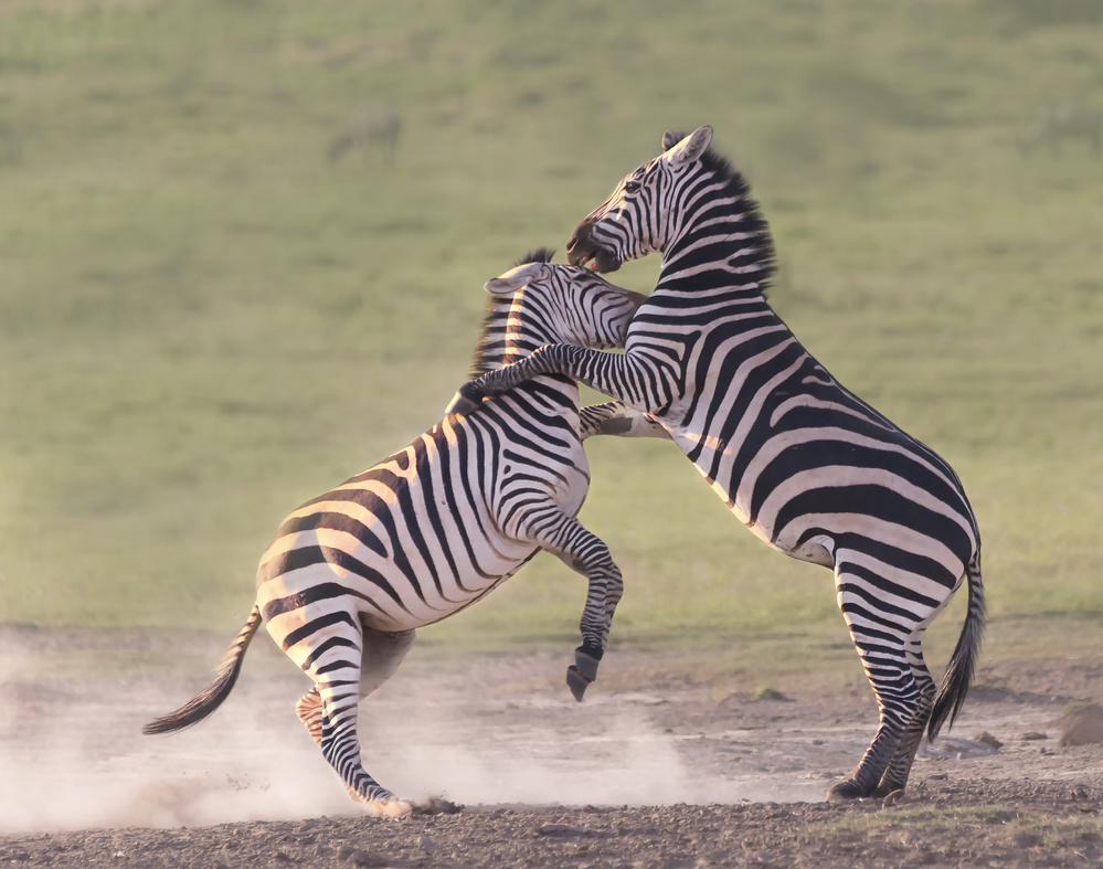 zebras fighting von Yun Wang