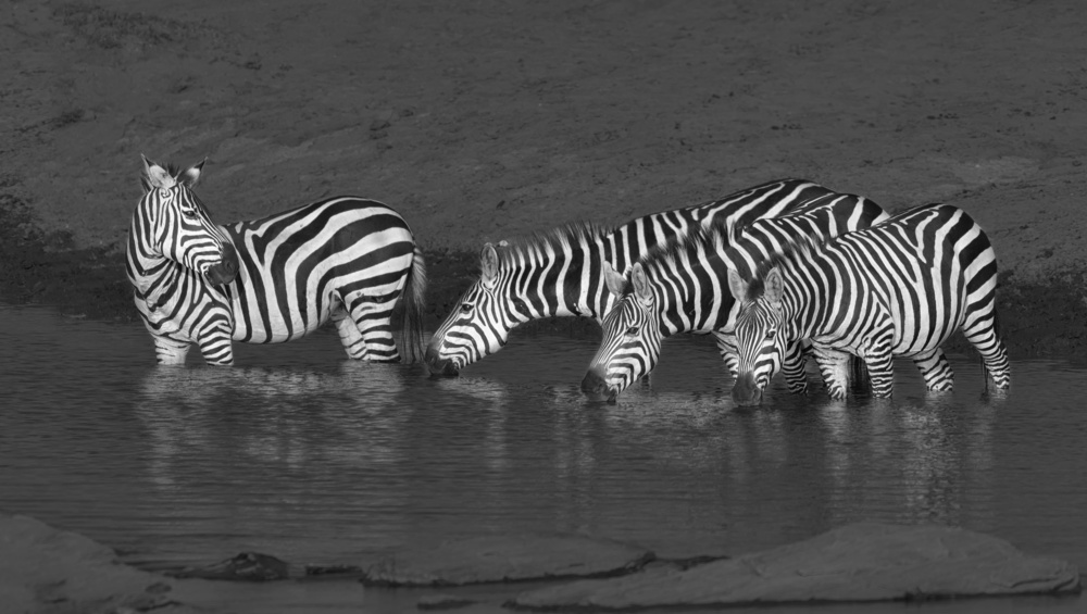 Zebras drinking von Yun Wang