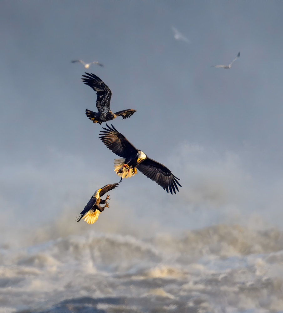 Bald Eagles von Yunqiang Li