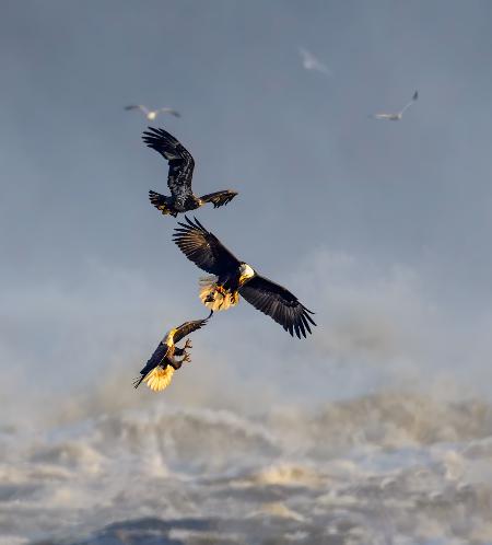 Bald Eagles