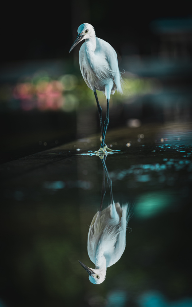 Waterside bird von YusukeMatsumoto