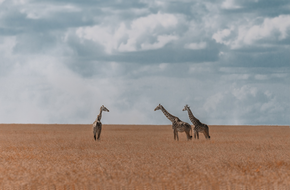 Three giraffes in Serengeti von Yuzheng Ren