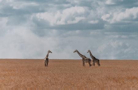 Three giraffes in Serengeti