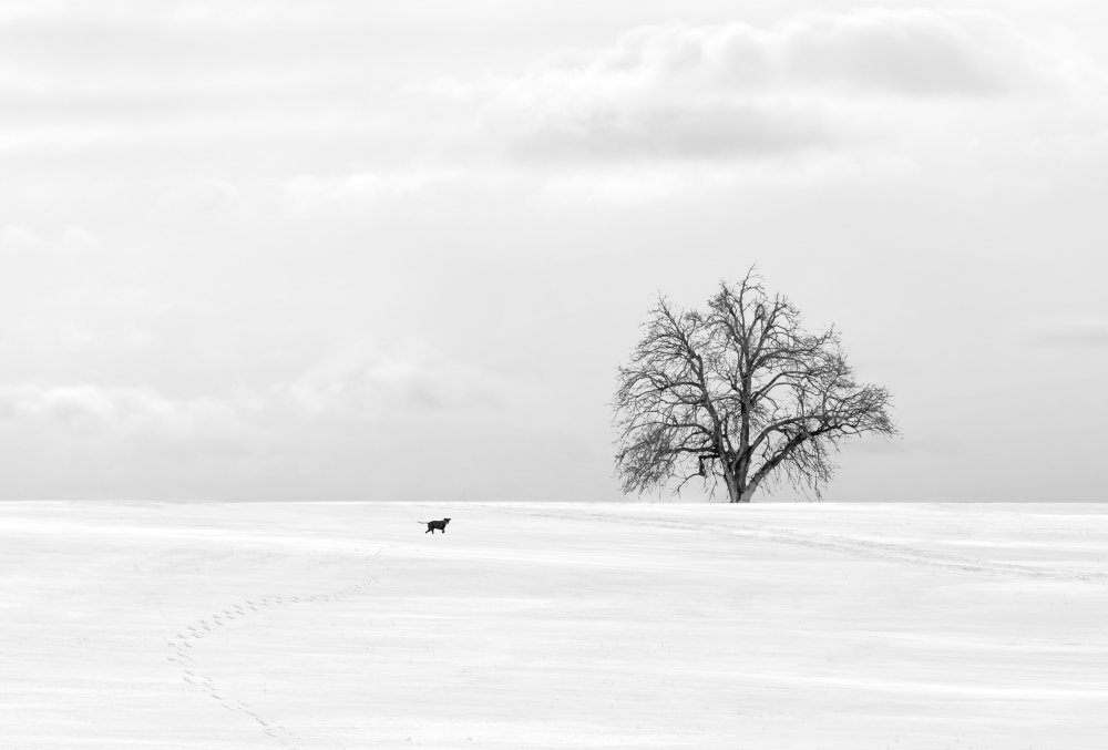 In winter von Yuzheng Ren