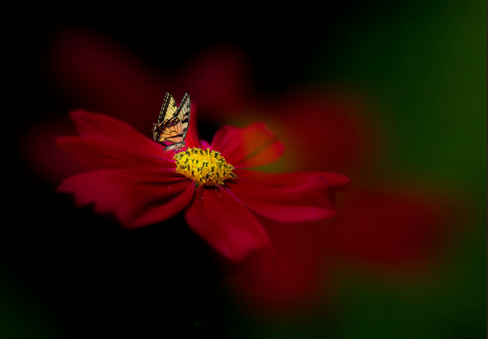 Butterfly Love Flower von Yuzheng Ren